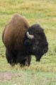 023 Amerikanischer Bison - Buffalo